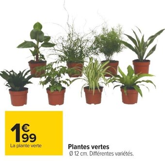 Carrefour Plantes vertes offre