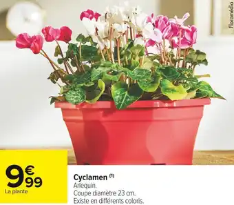 Cyclamen