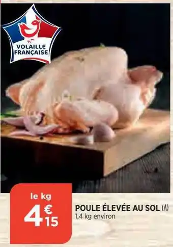 Bi1 Poule élevée au sol offre