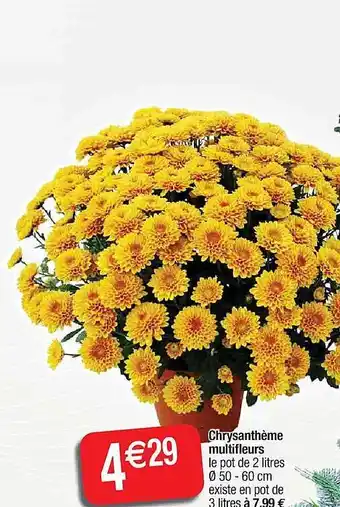Cora x Carrefour Chrysanthème multifleurs offre