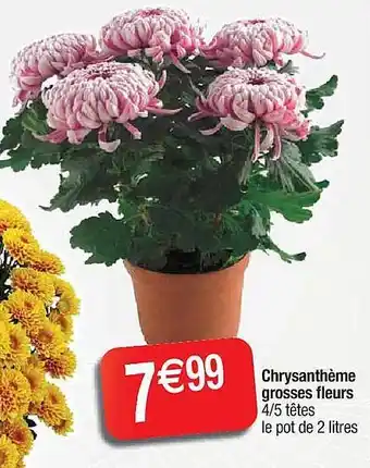 Cora x Carrefour Chrysanthème grosses fleurs offre