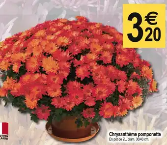 Chrysanthème Pomponette