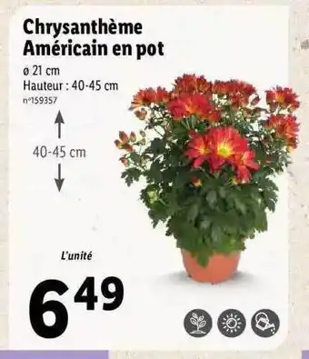 Lidl Chrysanthème américain en pot offre