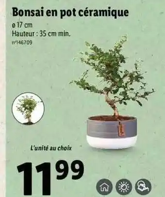 Lidl Bonsai en pot céramique offre