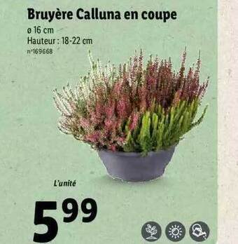 Lidl Bruyère calluna en coupe offre