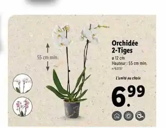 Lidl Orchidée 2-tiges offre