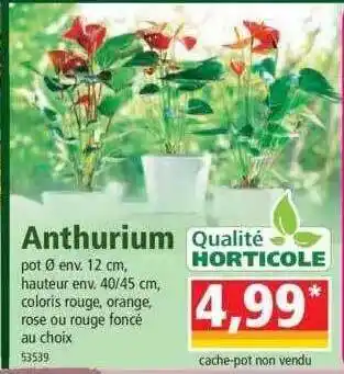 Norma Anthurium offre