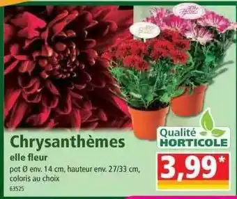 Norma Chrysanthèmes elle fleur offre
