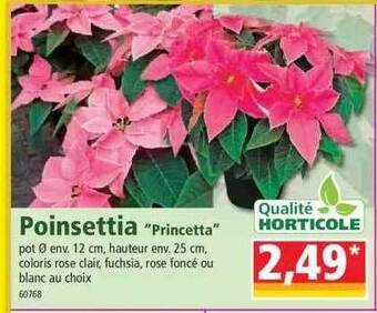 Norma Poinsettia offre