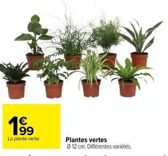 Carrefour Plantes Vertes offre