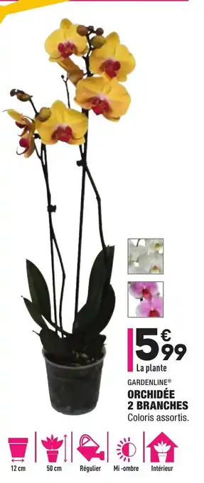 ALDI Orchidée 2 Branches offre