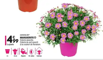 ALDI Marguerite offre