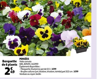 Auchan Pensees offre