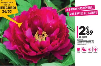 ALDI Pivoine Herbacée offre