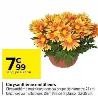 Carrefour Chrysanthème multi fleurs offre