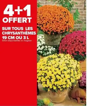 Les chrysanthèmes 19 cm ou 3l