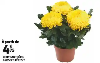 Auchan Supermarché Chrysanthème grosses têtes offre