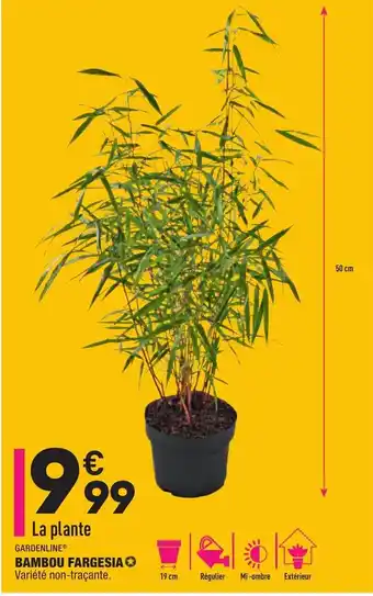 ALDI Bambou Fargesia offre