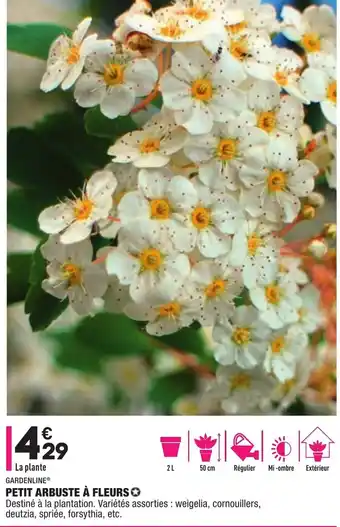 ALDI Petit Arbuste à Fleurs offre