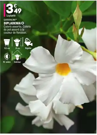 ALDI Dipladenia offre