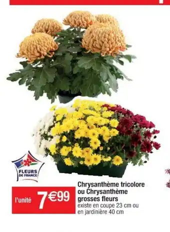 Cora x Carrefour ChrysanthemeTricolore Ou Chrysantheme Grosses Fleurs offre