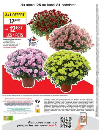 Cora x Carrefour Chrysantheme Unicolore offre
