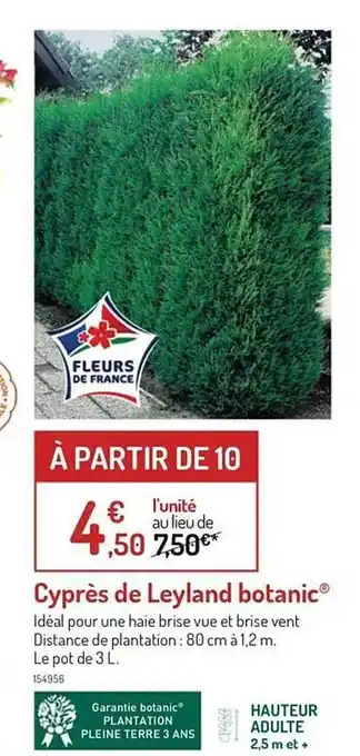 Cyprès de leyland botanic