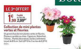 Botanic Collection de mini plantes vertes et fleuries offre