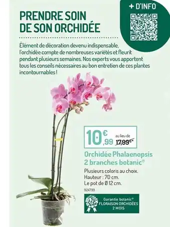 Orchidée phalaenopsis 2 branches botanic