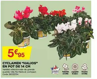 Cyclamen