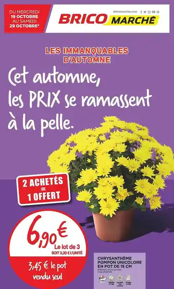 Chrysanthème pompon unicolore en pot de 15 cm