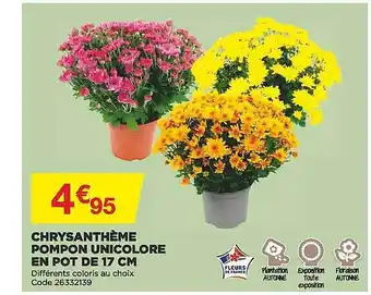Bricomarché Chrysanthème pompon unicolore en pot de 17 cm offre