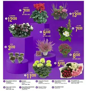 Géant Casino Chrysanthème américain 10 boutures, cyclamen, composition toussaint 3 plantes, chrysanthème unicouleur petites fleurs, erica offre