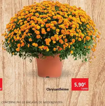 Colruyt Chrysanthème offre