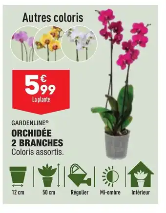 ALDI Orchidee 2 Branches offre