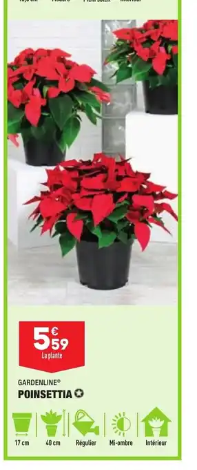 ALDI Poinsettia offre