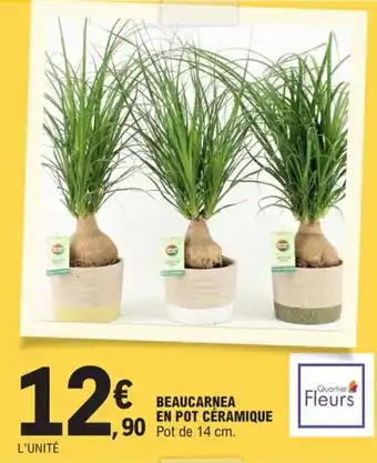 E.Leclerc Beaucarnea E Pot Ceramique offre