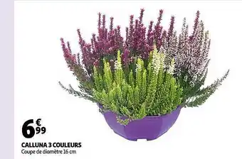 Auchan Calluna 3 couleurs offre