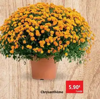 Colruyt Chrysanthème offre