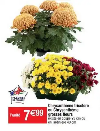 Cora x Carrefour Chrysanthème tricolore ou chrysanthème grosses fleurs offre