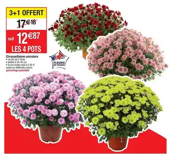 Cora x Carrefour Chrysanthème unicolore offre