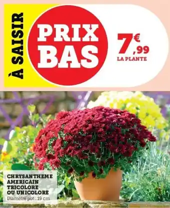 Super U Chrysantheme Americain Tricolore ou Unicolore offre
