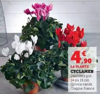 Cyclamen