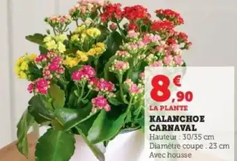 Kalanchoe Carnaval