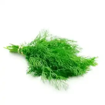 Aneth fraĂźche