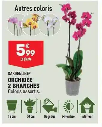 ALDI Orchidée 2 branches gardenline offre