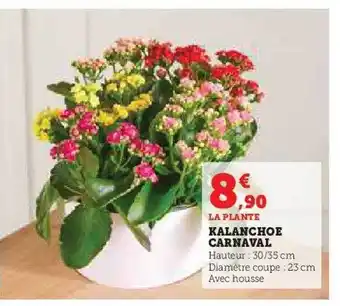 Kalanchoe carnaval