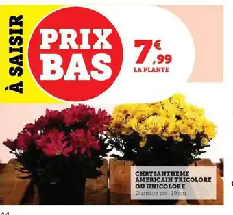 Chrysanthème américain tricolore ou unicolore