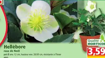 Norma Hellébore Rose de Noël offre