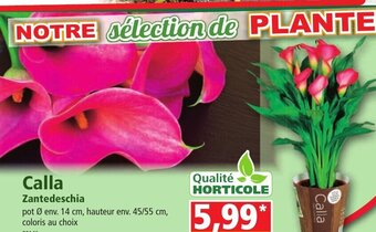 Norma Calla Zantedeschia offre